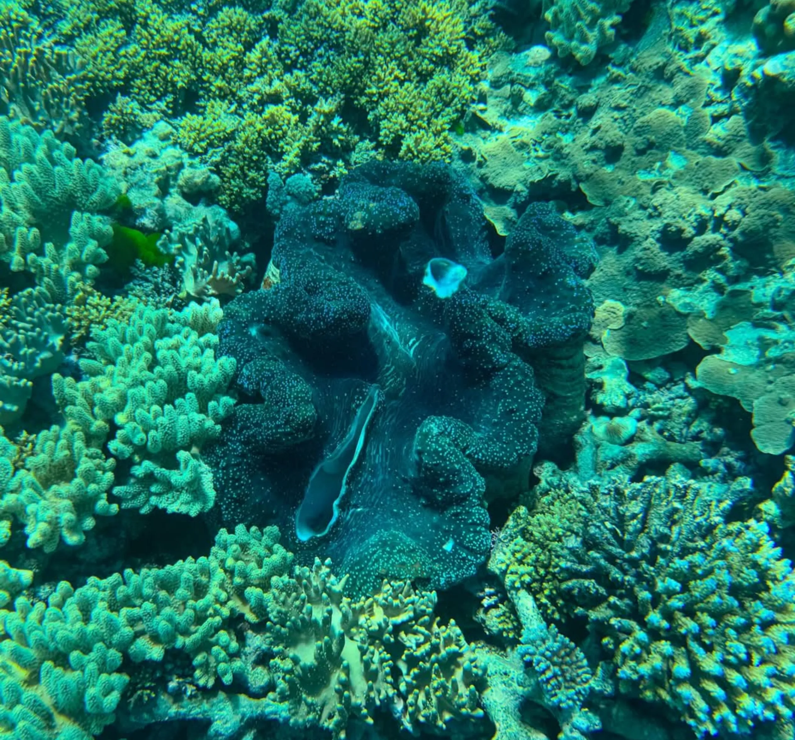 Cairns outer reef snorkelling